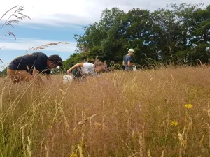 Common bent grass - 5g