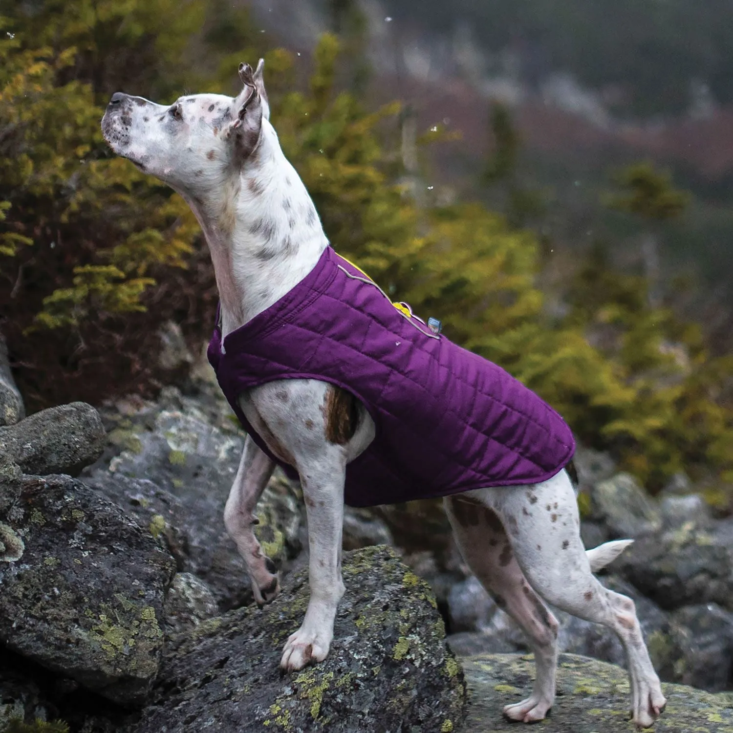 Kurgo Loft Jacket