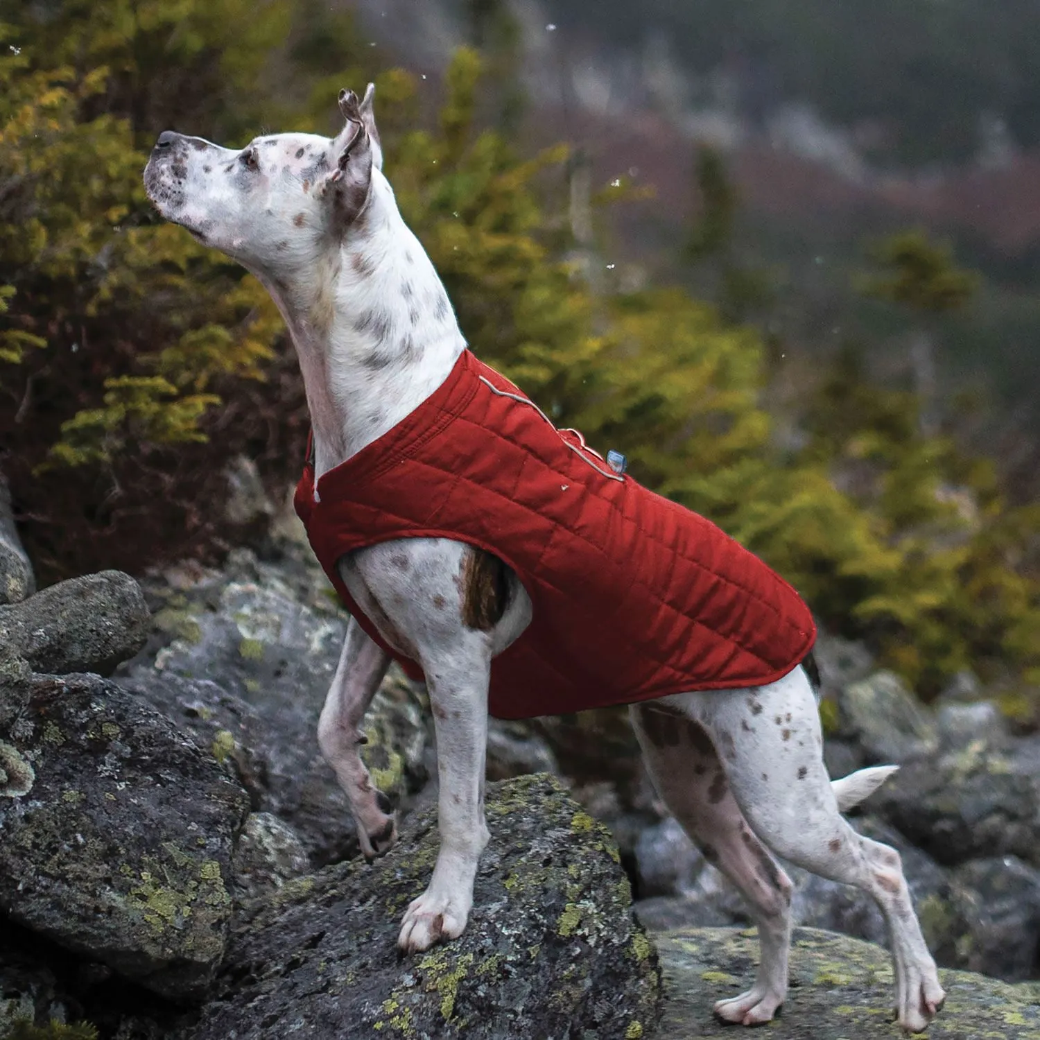 Kurgo Loft Jacket