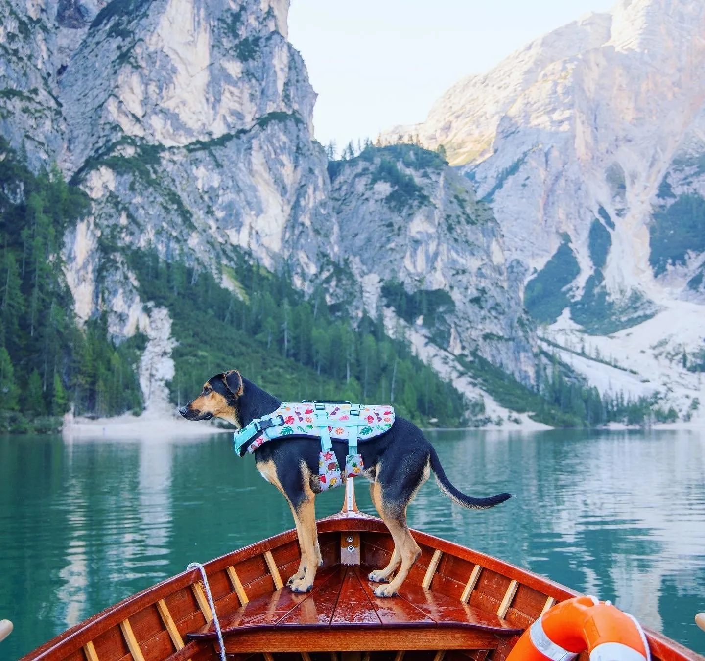 Malibu Dog Swim Jacket